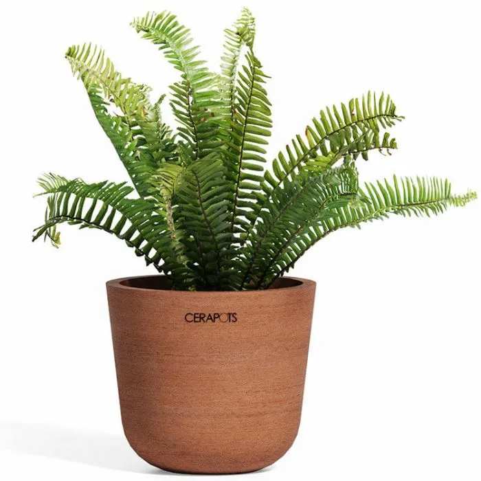 Cerapots Pot de Fleurs Céramique Bolin Petit, Antique | MarketOnWeb