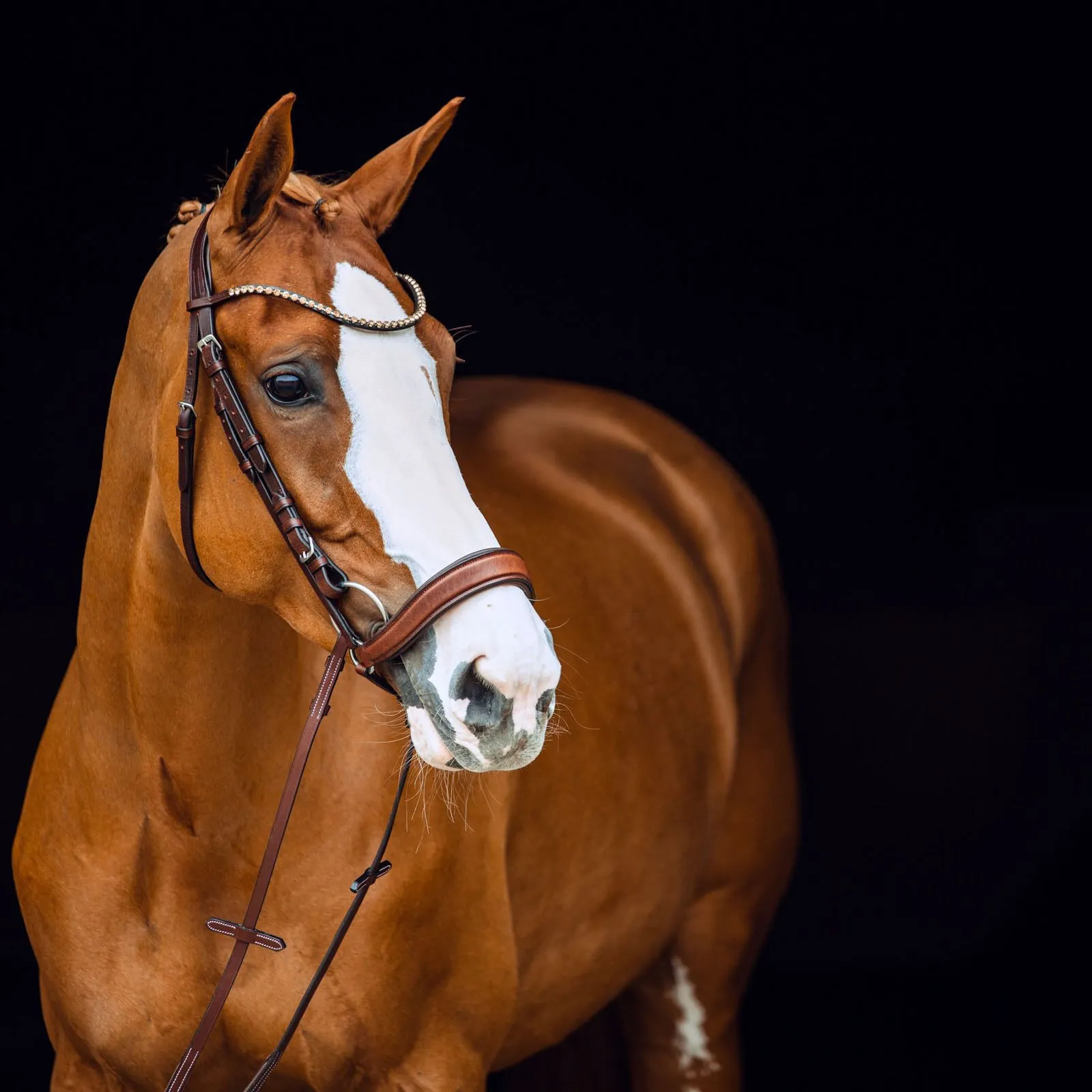 Filet muserolle anatomique Positano Horze - Équitation