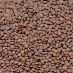 Lentilles Rosées - Seine et Marne